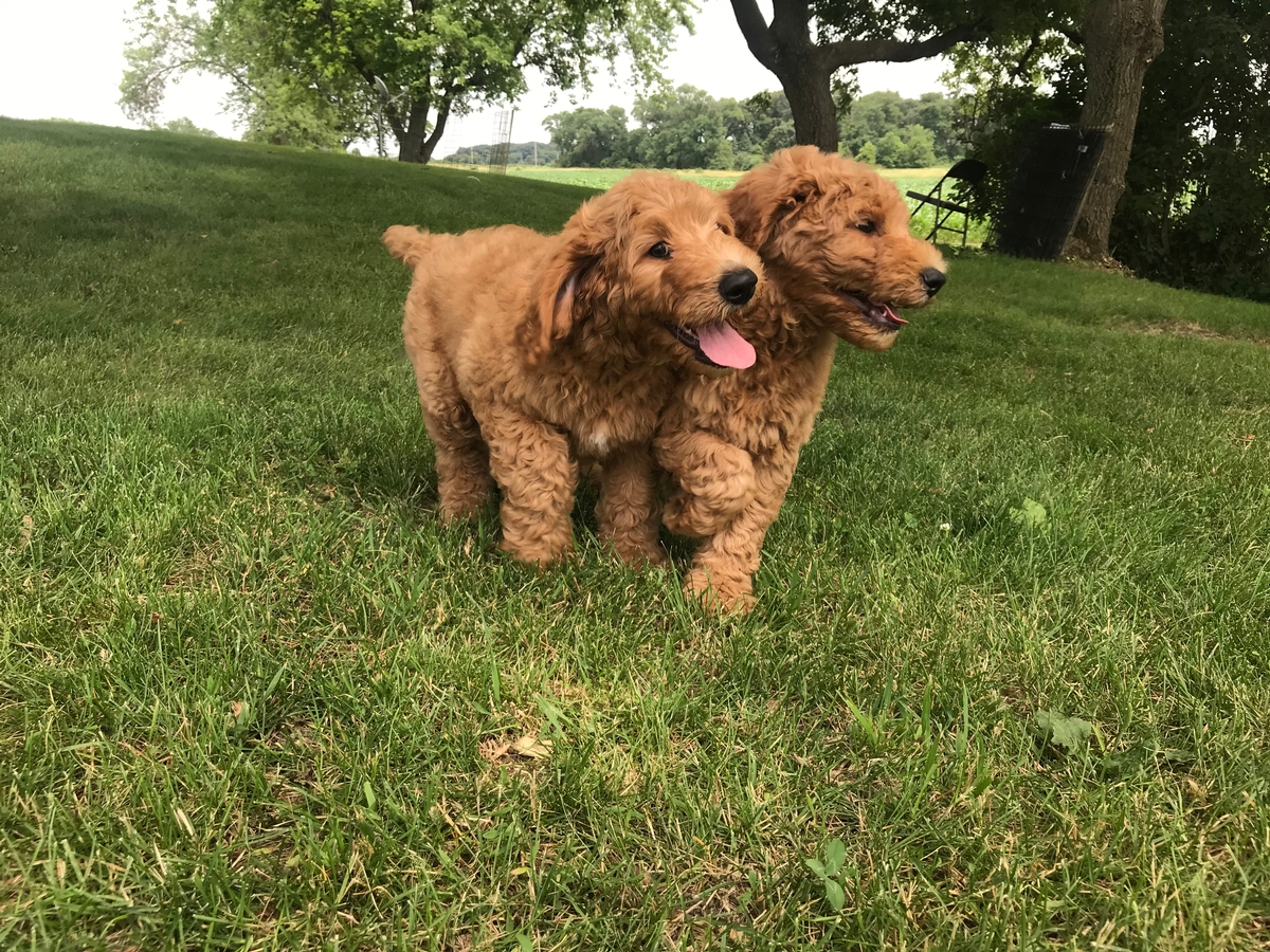 F1b Standard Labradoodles Located in North Iowa